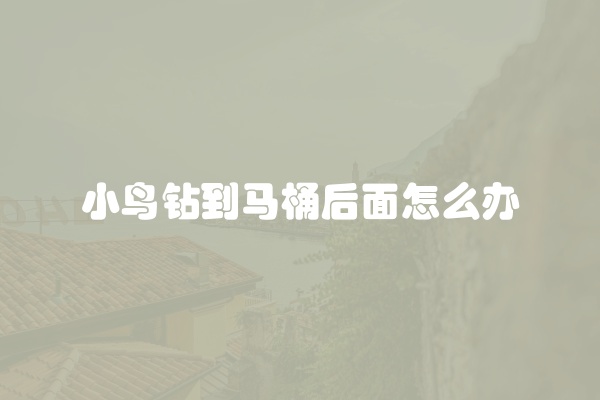 小鸟钻到马桶后面怎么办